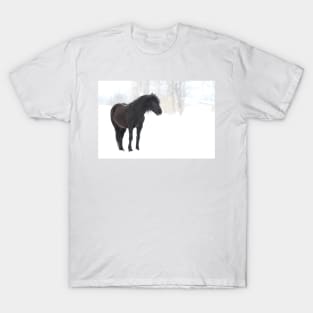 Sleep, perchance to Dream - Horse T-Shirt